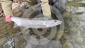 Releasing large steelhead rainbow trout