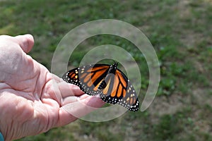 Releasing a newly hatched monarch butterfly