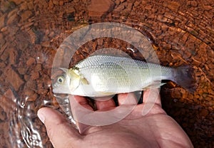 Releasing a smallmouth bass back in the water