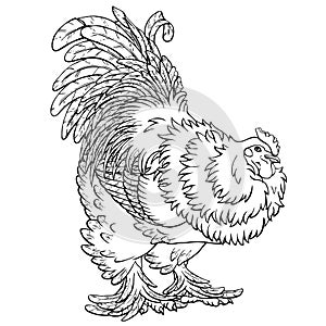 Reliable rooster black contour on white