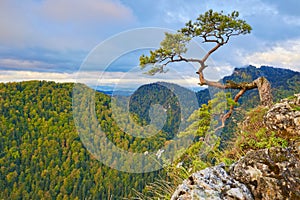 Relic pine at top of The Pieniny Sokolica Mountain