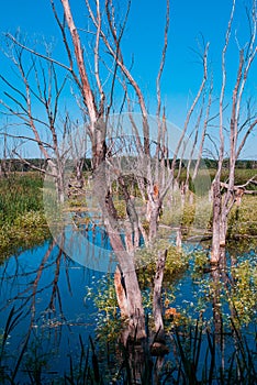 Relic swamp in the middle of a meadow