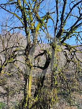 Relict boxwood tree destroyed by moth butterfly