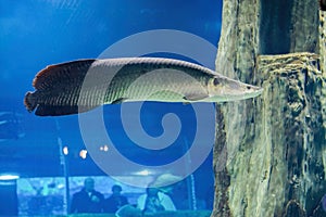 Relict fish Arapaima under water.