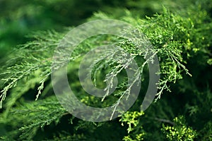 Relict green shrub close up, greenery nature background photo