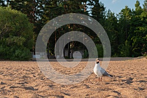 Relict gull Ichthyaetus relictus also known as Central Asian gull stands on the sandy beach of the Baltic Sea Bay at dawn. Green