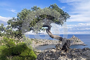 Relict juniper tree on a cliff above the sea. Crimea. photo