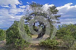 Relict juniper tree, Crimea.