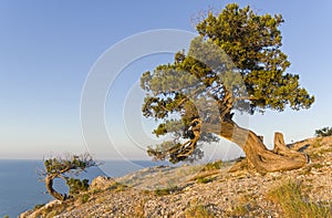 Relict junipers illuminated by the morning sun on the slope of t