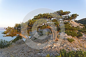 Relict junipers at the top of the mountain the morning sun.