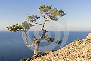 Relict pine above the sea. photo