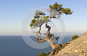 Relict pine on the background of a cloudless sky. photo