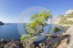 Relict pine at the mountain path over the sea. Crimea.