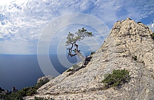 Relict pine on mountain peak. Crimea.