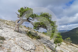 Relict pine on a mountainside. Crimea.