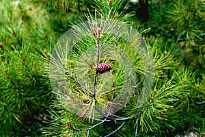 Relict pine (Pinus brutia) photo
