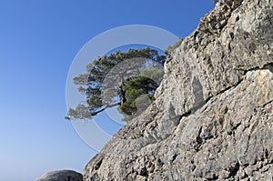 Relict pine on a rock. Crimea.