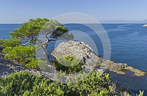 Relict pine on a rocky seashore.