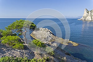 Relict pine on a rocky seashore.