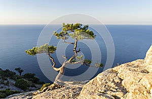 Relict pine on a steep rocky slope against the sea. photo