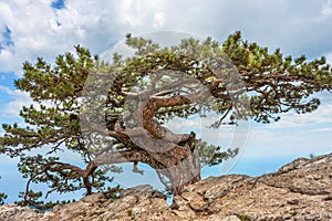 Relict pine tree in the Crimean mountains.