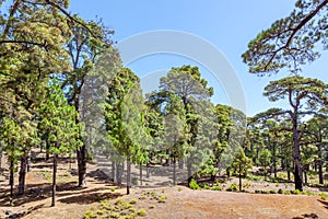 Relict pine tree forest in El Hierro Island photo