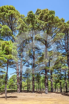 Relict pine tree woods in El Hierro photo