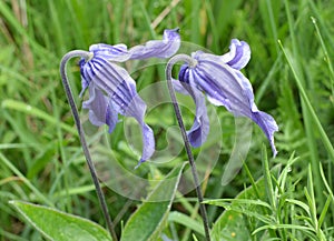 The relict plant Clematis integrifolia grows in the wild