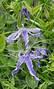 The relict plant Clematis integrifolia grows in the wild