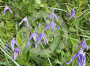 The relict plant Clematis integrifolia grows in the wild