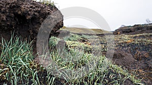 Relief of the burnt-out field. Fresh green grass, soil and roots