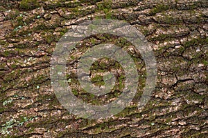 Relief creative texture of an old oak bark.