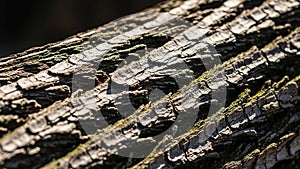 Relief and depth of the bark highlighting the irregular layered