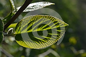 The relief green leaf is illuminated by the sun