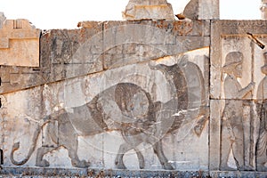 Relief of a lion hunting bull in ancient city of Persepolis,Shiraz,Iran