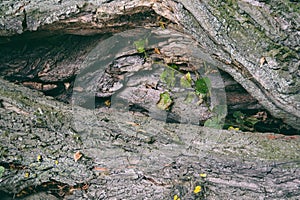 Abstract background with texture of linden tree bark close-up