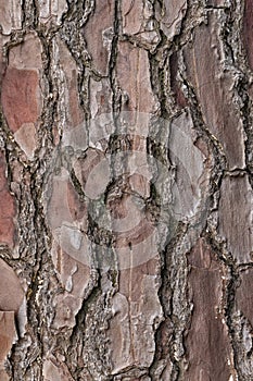 Relief texture or background of bark of Pine tree