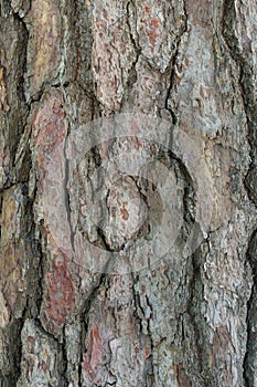 Relief texture or background of bark of Pine tree