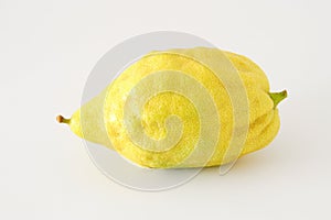 Religion image of Jewish festival of Sukkot. Traditional symbol one of the four species: citron Etrog. white background