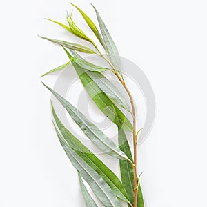 Religion image of Jewish festival of Sukkot. Traditional symbol one of the four species: willow arava. white background