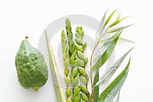 Religion image of Jewish festival of Sukkot. Traditional symbols The four species: Etrog, lulav, hadas, arava. white background