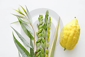 Religion image of Jewish festival of Sukkot. Traditional symbols The four species: Etrog, lulav, hadas, arava. white background photo