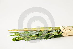 Religion image of Jewish festival of Sukkot. Traditional symbols three of the four species: lulav, hadas, arava. white background