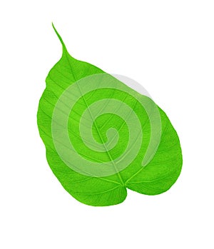 Religion Pipal Tree, Bohhi leaf, Peepul, Ficus