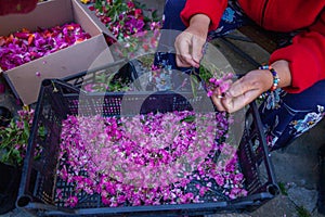 Religious festival of the corpus domini with infiorata artistic drawings with flowers