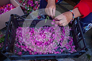 Religious festival of the corpus domini with infiorata artistic drawings with flowers