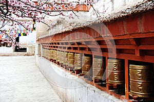 Religious prayer wheels and beautiful Apricot flower