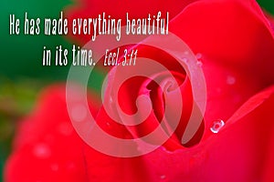 Religious Quote - Ecclesiastes 3:11 on beautiful, red rose