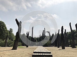 A religious ritual consisting of a forest array