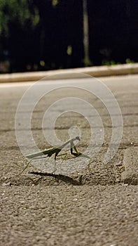 Religius Mantis photo